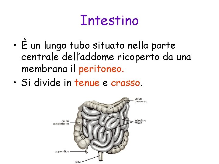 Intestino • È un lungo tubo situato nella parte centrale dell’addome ricoperto da una