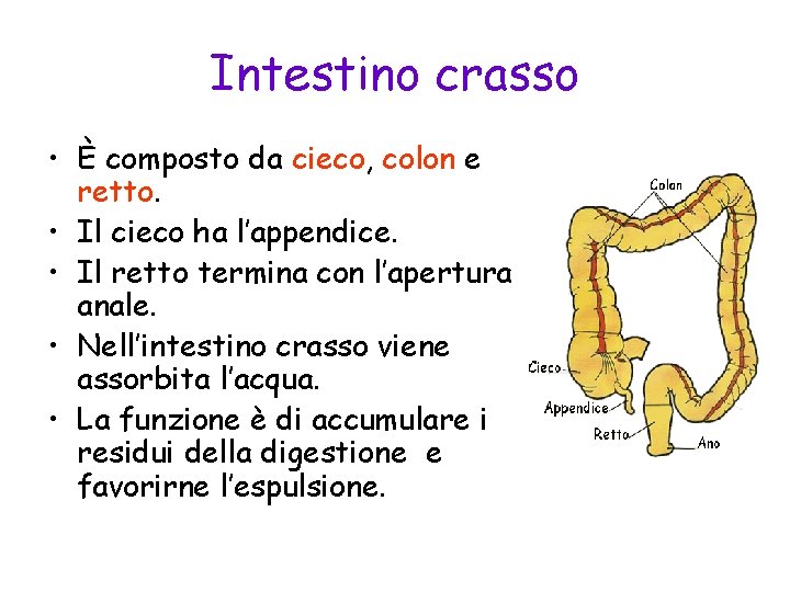 Intestino crasso • È composto da cieco, colon e retto. • Il cieco ha