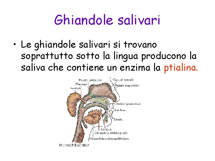 Ghiandole salivari • Le ghiandole salivari si trovano soprattutto sotto la lingua producono la