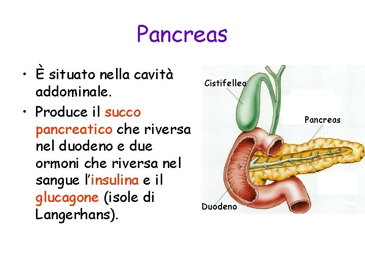 Pancreas • È situato nella cavità addominale. • Produce il succo pancreatico che riversa