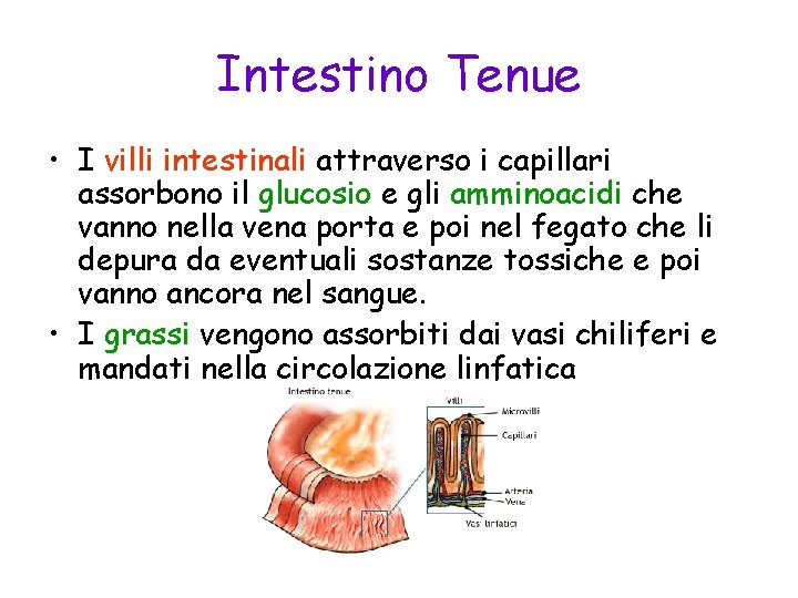 Intestino Tenue • I villi intestinali attraverso i capillari assorbono il glucosio e gli