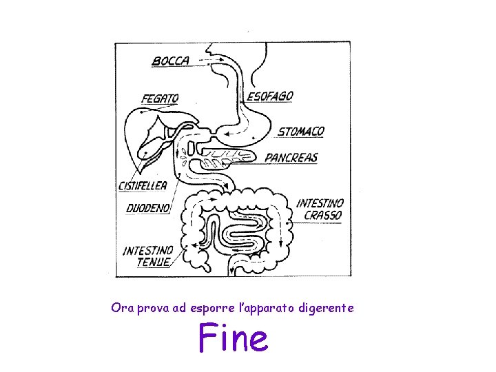 Ora prova ad esporre l’apparato digerente Fine 