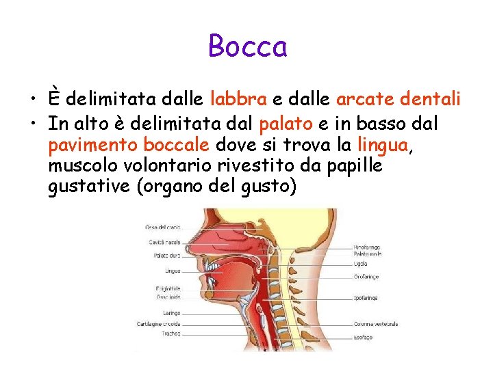 Bocca • È delimitata dalle labbra e dalle arcate dentali • In alto è