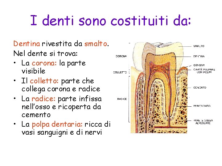 I denti sono costituiti da: Dentina rivestita da smalto. Nel dente si trova: •