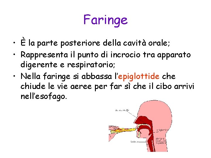 Faringe • È la parte posteriore della cavità orale; • Rappresenta il punto di