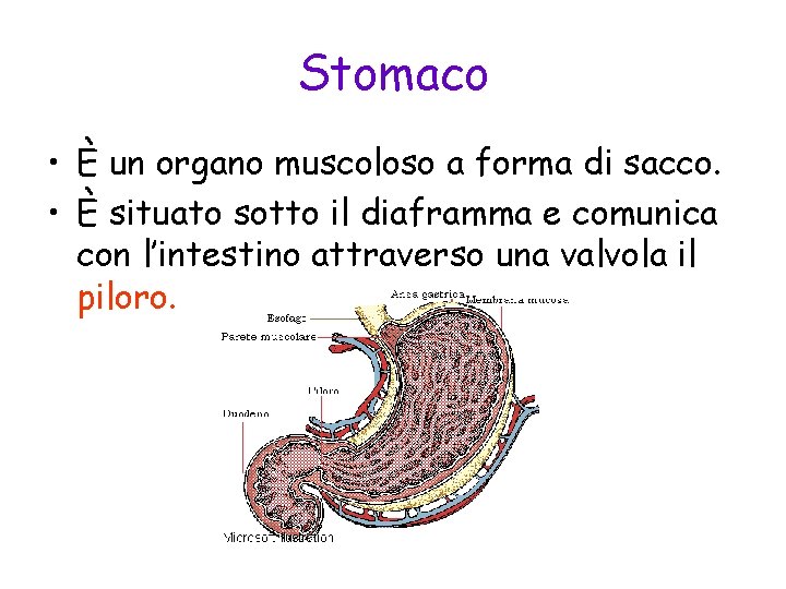 Stomaco • È un organo muscoloso a forma di sacco. • È situato sotto