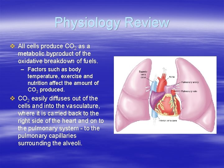 Physiology Review v All cells produce CO 2 as a metabolic byproduct of the Physiology Review v All cells produce CO 2 as a metabolic byproduct of the