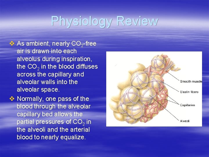 Physiology Review v As ambient, nearly CO 2 -free air is drawn into each Physiology Review v As ambient, nearly CO 2 -free air is drawn into each