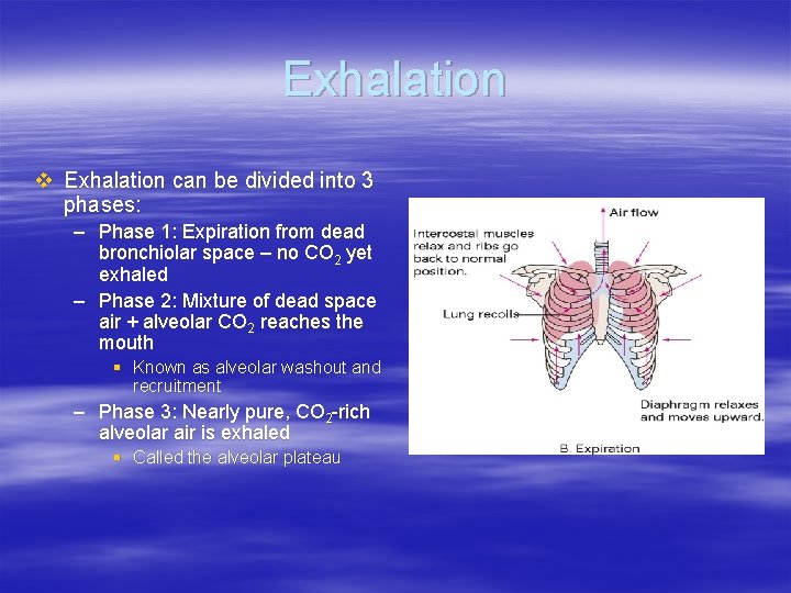 Exhalation v Exhalation can be divided into 3 phases: – Phase 1: Expiration from Exhalation v Exhalation can be divided into 3 phases: – Phase 1: Expiration from