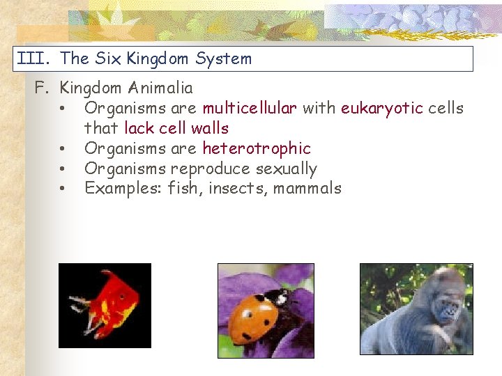 III. The Six Kingdom System F. Kingdom Animalia • Organisms are multicellular with eukaryotic