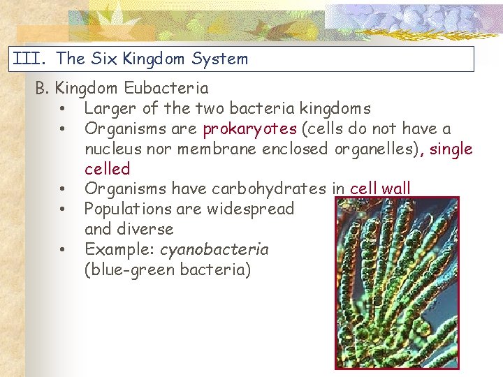 III. The Six Kingdom System B. Kingdom Eubacteria • Larger of the two bacteria