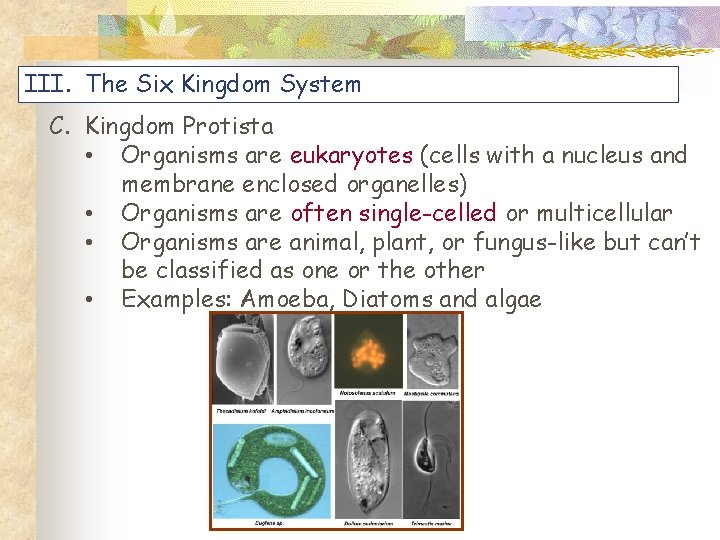 III. The Six Kingdom System C. Kingdom Protista • Organisms are eukaryotes (cells with