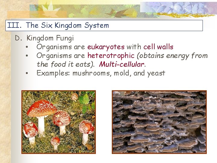 III. The Six Kingdom System D. Kingdom Fungi • Organisms are eukaryotes with cell