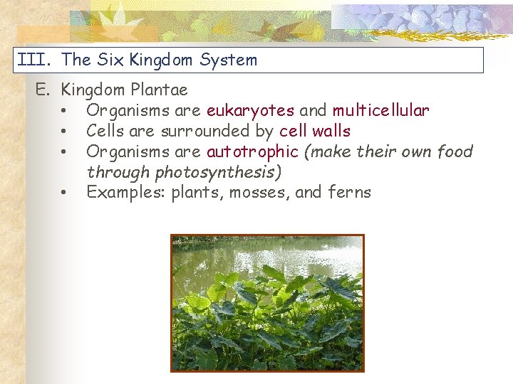 III. The Six Kingdom System E. Kingdom Plantae • Organisms are eukaryotes and multicellular