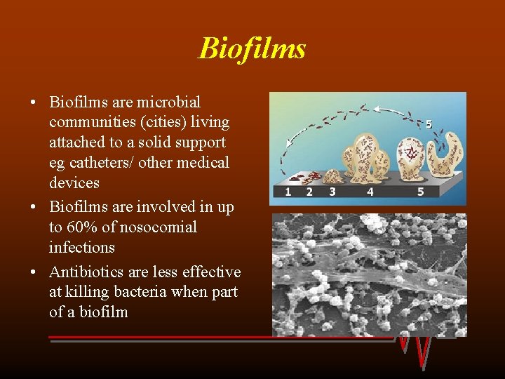 Biofilms • Biofilms are microbial communities (cities) living attached to a solid support eg