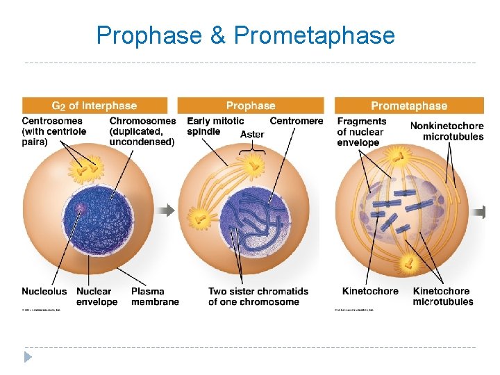 Prophase & Prometaphase 