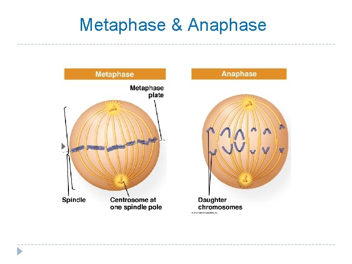 Metaphase & Anaphase 