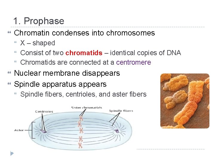 1. Prophase Chromatin condenses into chromosomes X – shaped Consist of two chromatids –
