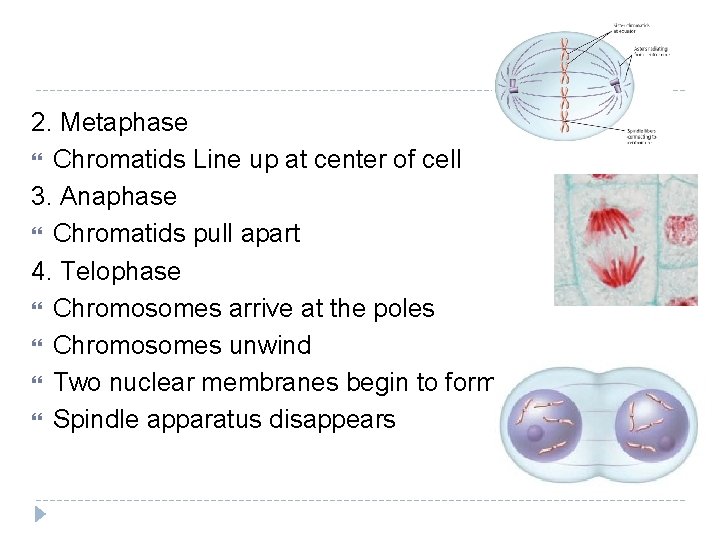 2. Metaphase Chromatids Line up at center of cell 3. Anaphase Chromatids pull apart