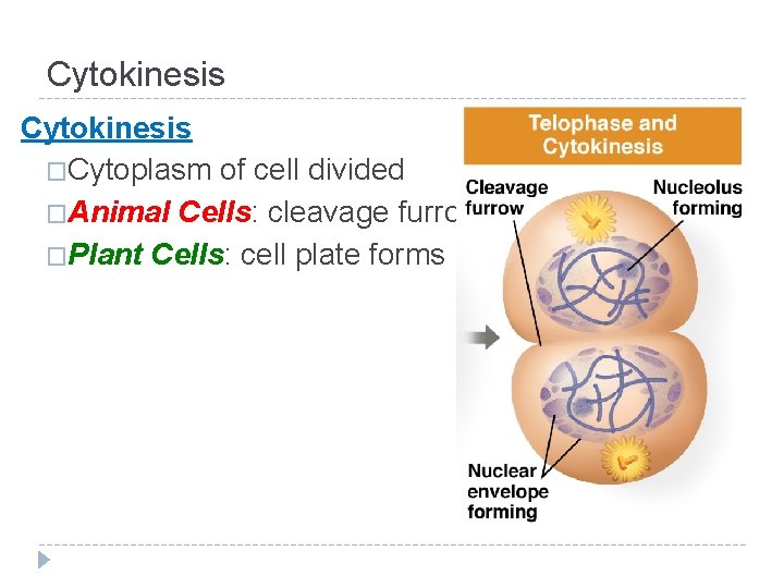 Cytokinesis �Cytoplasm of cell divided �Animal Cells: cleavage furrow �Plant Cells: cell plate forms