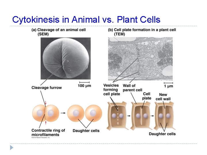 Cytokinesis in Animal vs. Plant Cells 