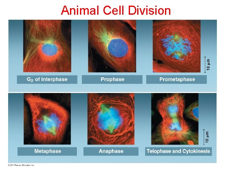Animal Cell Division 
