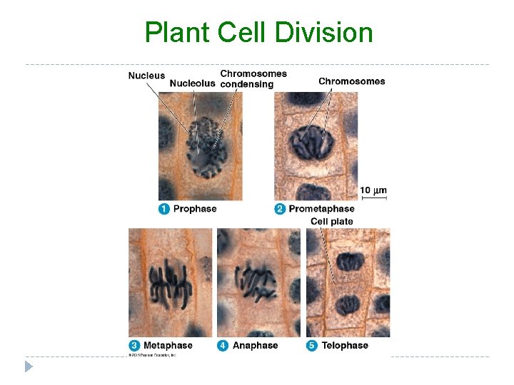 Plant Cell Division 