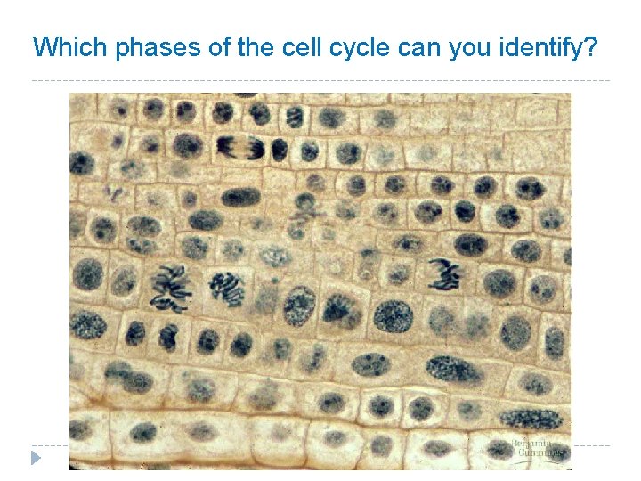 Which phases of the cell cycle can you identify? 