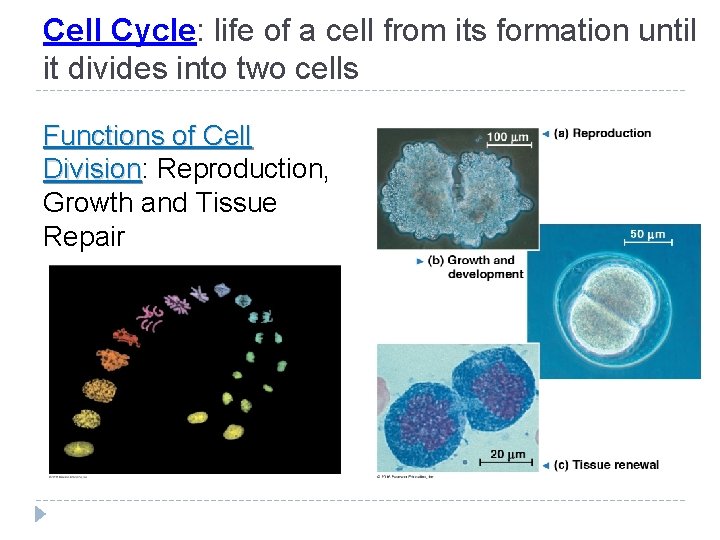 Cell Cycle: life of a cell from its formation until it divides into two