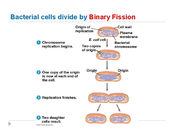 Bacterial cells divide by Binary Fission 
