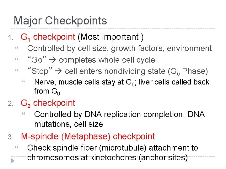 Major Checkpoints G 1 checkpoint (Most important!) 1. Controlled by cell size, growth factors,