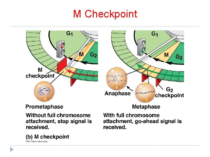 M Checkpoint 