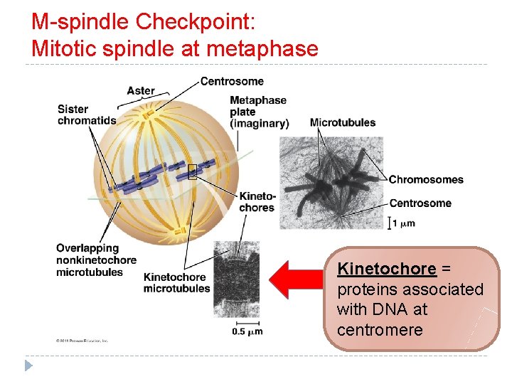 M-spindle Checkpoint: Mitotic spindle at metaphase Kinetochore = proteins associated with DNA at centromere
