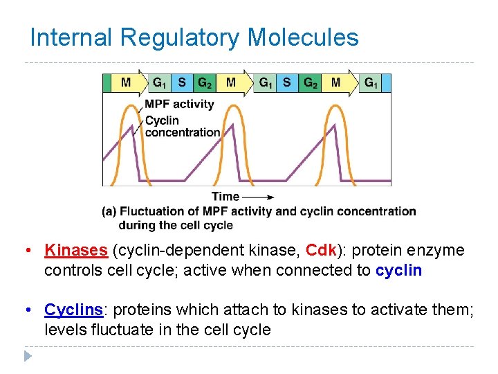 Internal Regulatory Molecules • Kinases (cyclin-dependent kinase, Cdk): protein enzyme controls cell cycle; active