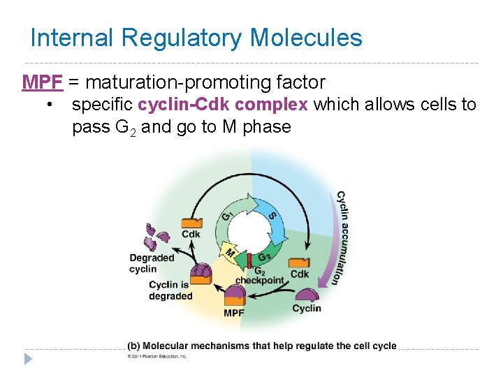 Internal Regulatory Molecules MPF = maturation-promoting factor • specific cyclin-Cdk complex which allows cells