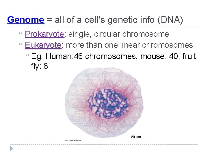 Genome = all of a cell’s genetic info (DNA) Prokaryote: Prokaryote single, circular chromosome