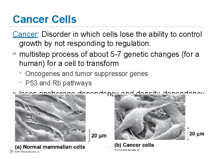 Cancer Cells Cancer: Disorder in which cells lose the ability to control growth by