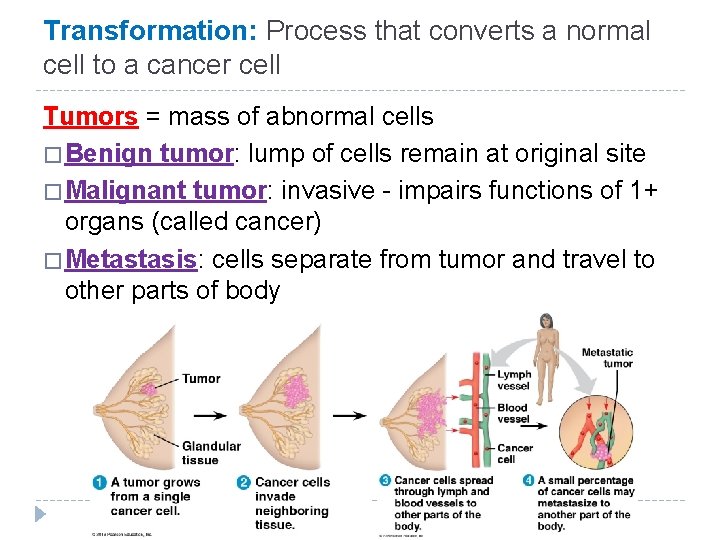 Transformation: Process that converts a normal cell to a cancer cell Tumors = mass