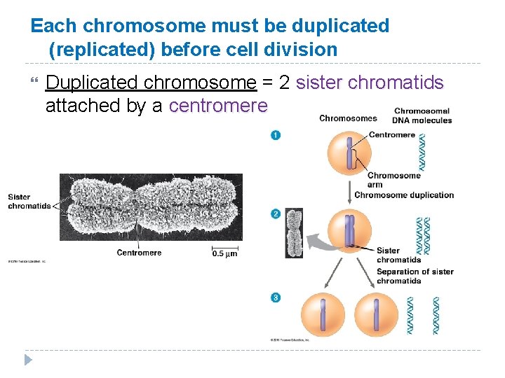 Each chromosome must be duplicated (replicated) before cell division Duplicated chromosome = 2 sister