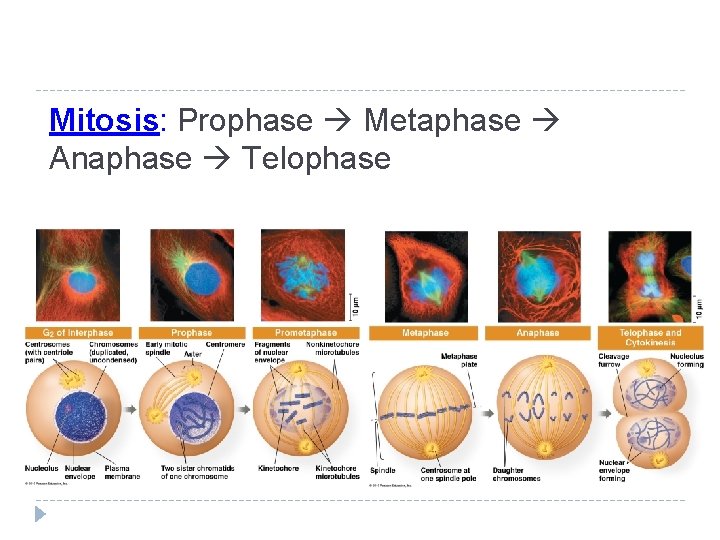 Mitosis: Prophase Metaphase Anaphase Telophase 