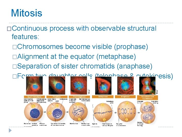 Mitosis �Continuous process with observable structural features: �Chromosomes become visible (prophase) �Alignment at the