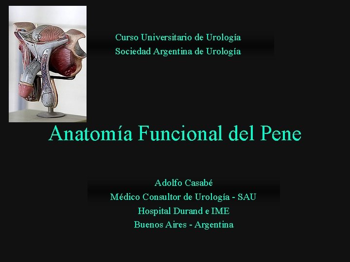 Curso Universitario de Urología Sociedad Argentina de Urología Anatomía Funcional del Pene Adolfo Casabé