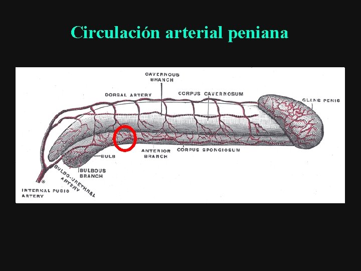 Circulación arterial peniana 