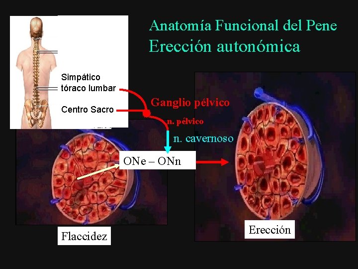 Anatomía Funcional del Pene Erección autonómica Simpático tóraco lumbar Centro Sacro Ganglio pélvico n.