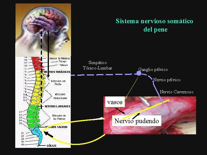 Sistema nervioso somático del pene Simpático Tóraco-Lumbar Ganglio pélvico Nervio Cavernoso vasos Nervio pudendo
