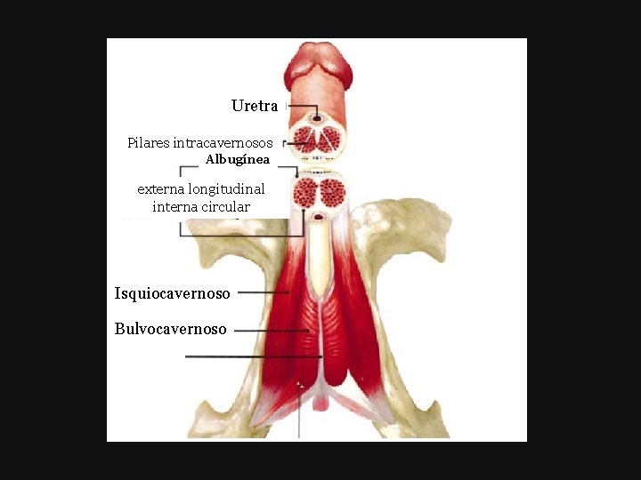 Uretra Pilares intracavernosos Albugínea externa longitudinal interna circular Isquiocavernoso Bulvocavernoso 