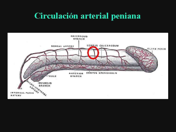 Circulación arterial peniana 
