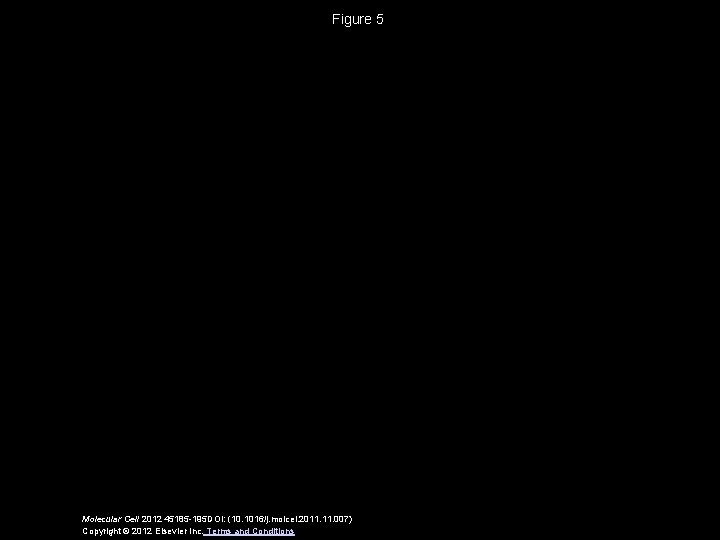 Figure 5 Molecular Cell 2012 45185 -195 DOI: (10. 1016/j. molcel. 2011. 007) Copyright