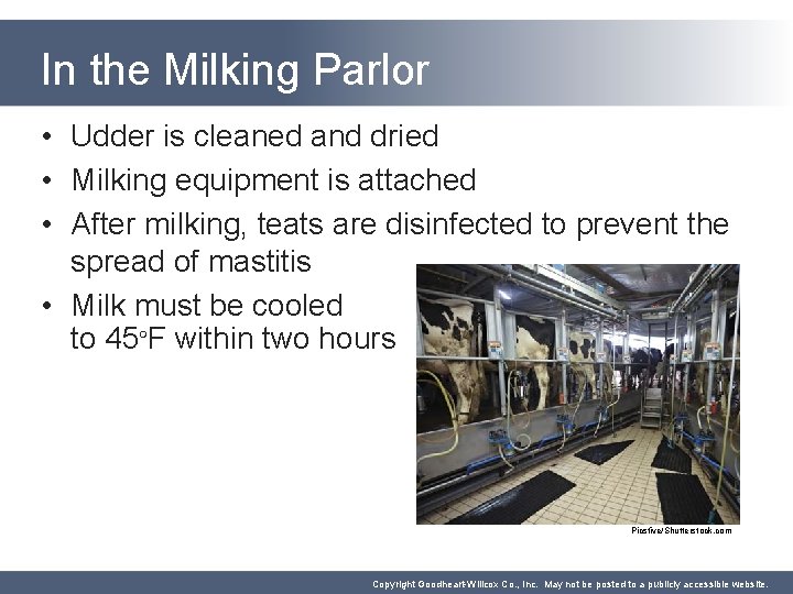 In the Milking Parlor • Udder is cleaned and dried • Milking equipment is In the Milking Parlor • Udder is cleaned and dried • Milking equipment is