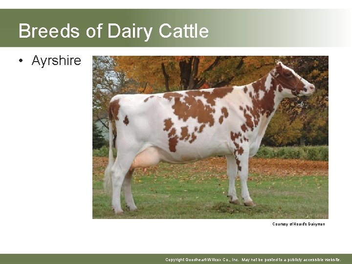 Breeds of Dairy Cattle • Ayrshire Courtesy of Hoard’s Dairyman Copyright Goodheart-Willcox Co. , Breeds of Dairy Cattle • Ayrshire Courtesy of Hoard’s Dairyman Copyright Goodheart-Willcox Co. ,